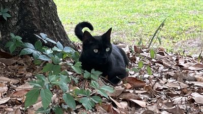 Scientist's cat helps discover a rare virus — yet again