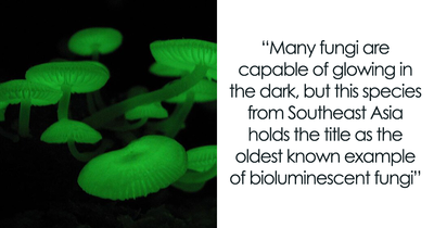 Meet 15 Of The Most Fascinating Fungi On Earth