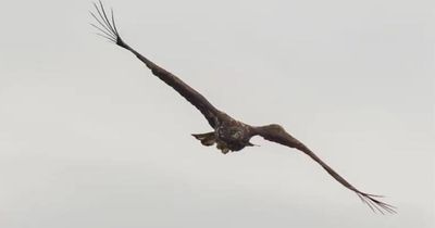 'Miracle' white-tailed eagle 'Kinky' spotted in skies above Scottish island