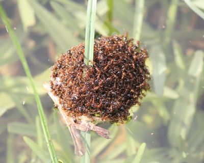 Detection of fire ants in Queensland 800km from closest infestation sparks fury over gaps in eradication funding