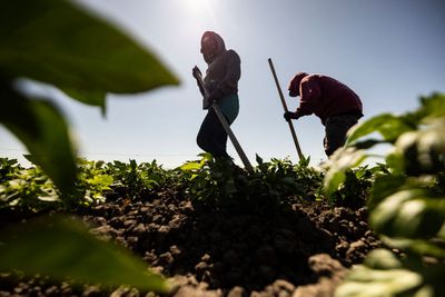 California Farmers Reject USDA Secretary's Claim That Immigrant Workers Can Be Replaced: 'Uninformed and Out of Touch'