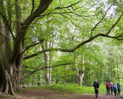 Step up restoration of ancient woodland before it is lost, Forestry England urged