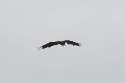 ‘Miracle’ eagle that defied the odds spotted in sky after months missing