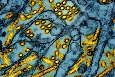 Child hospitalised abroad as bird flu cases climb