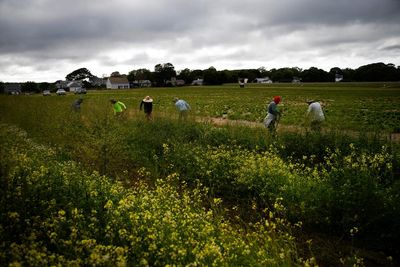 Trump administration yanks $15m in research into Pfas on US farms: ‘not just stupid, it’s evil’