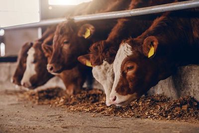 Cattle Look to Round Out Week After Retreating on Thursday