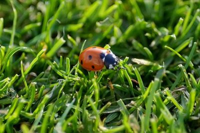 Ladybirds being seen in ‘very high numbers’ because of warm weather, expert says