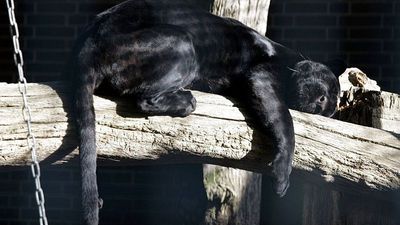 Bulgaria wonders where the elusive black panther went after authorities end weeks-long search