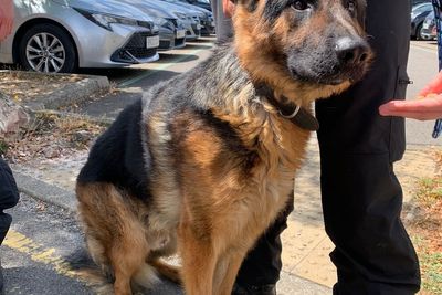 Pet owners given heatwave warning after dog rescued from hot car