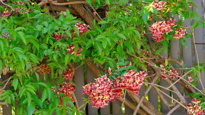 9 underrated climbers for color, shade and privacy –the beguiling, resilient, and often-overlooked vines you need to discover