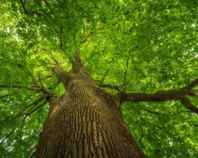 Tell us about your tree of the year