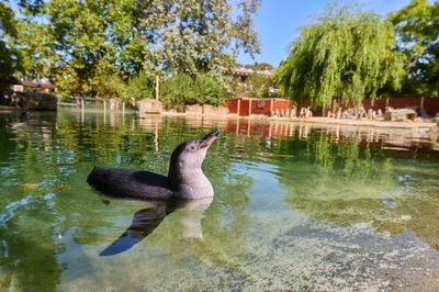 Penguin chicks cool off during heatwave with dip in zoo’s pool