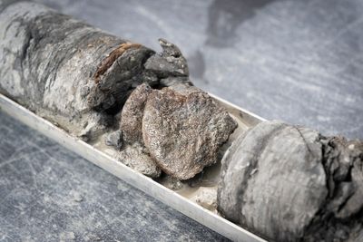 Dinosaur museum makes rare discovery close to home