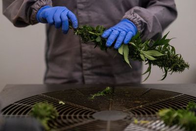 BrewDog co-founder plans cannabis market dominance in new venture