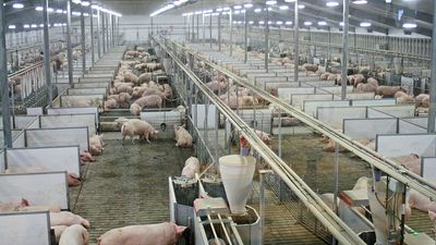 In legal first, court rules Spain pig farm megapollution breached residents’ human rights