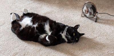 Pets can get sunburned too – what you need to know