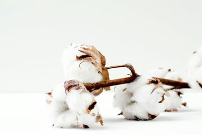 Cotton Leaking Lower Following USDA Production Increase