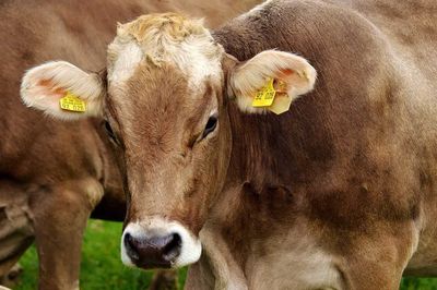 Cattle Posting Gains to Round Out the Week