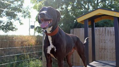 Rescue dog only receives one visitor after three years in shelter, charity says