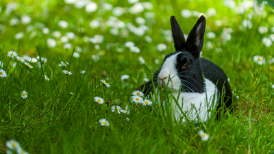 4 vet-verified ways to keep your rabbit cool this summer