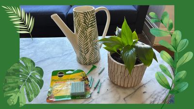 If you love the ease of a houseplant drip feeder but hate single-use plastic, here's the solution