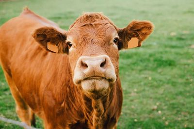 Cattle Rally to Close Out the Week