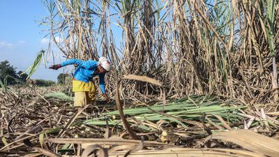 A dangerous condition that can cause seizures, coma and death could rise dramatically as the climate warms