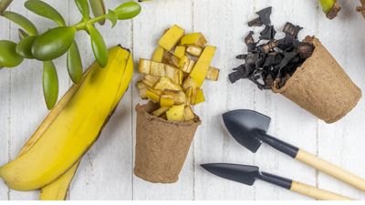 Don't throw them out — banana skins make the ideal garden fertilizer with this 2-step recipe