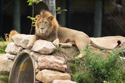 The mane attraction: how many lions are in Australia and how well are they regulated?