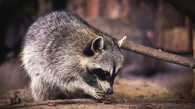Raccoons may look cute, but scientists warn they’re causing ecological havoc in Germany