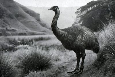 How scientists plan to ‘resurrect’ the extinct South Island giant moa
