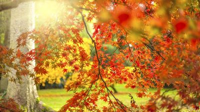 8 resilient trees that will thrive in cities – these species will absorb pollution, cool the air and grow in compact spaces with minimal maintenance