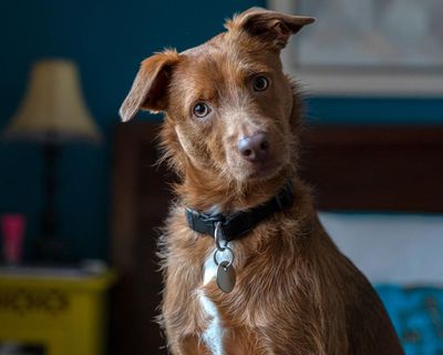 New research centre to explore how AI can help humans ‘speak’ with pets