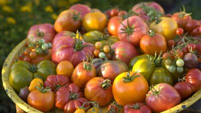 Too many tomatoes than you know what to do with? Here's the lowdown on how to freeze them and enjoy this seasonal gem for longer