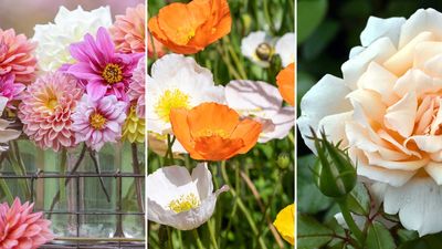Best cutting garden flowers – 8 gorgeous varieties for homegrown bouquets