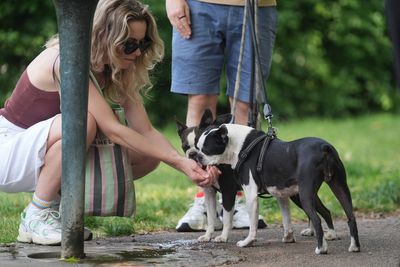 Pets can get sunburnt too – here are the signs and how to treat it