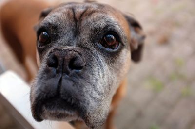 The True Cost of Owning a Pet in Retirement