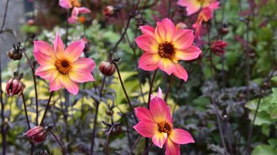 How to fertilize dahlias to get more flowers than ever before this summer – plus the only types to use