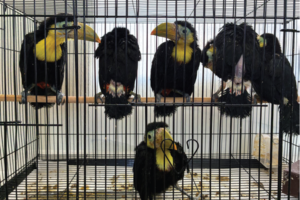 US border officers discover 14 toucans stashed in car dashboard – driver said he had no idea how they got there