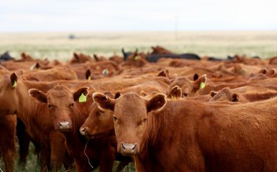 Bernie Madoff of cows cost investors $100M in ‘Ghost Cattle’ Ponzi scheme: suit