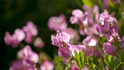 How to fertilize sweet peas – expert advice from a professional gardener for long-lasting, fragrant flowers this summer