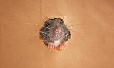 ‘The whole back of my HiLux was covered in rats’: what to do about Sydney’s growing vermin problem?
