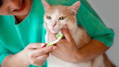 Gingivitis in cats: The painful and progressive precursor to dental disease