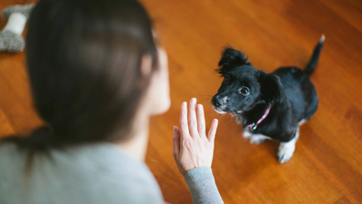 Behaviorist shares 5 things she uses to train reactive dogs