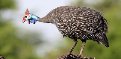 Guineafowl can outsmart extreme temperatures: we spent a year finding out how
