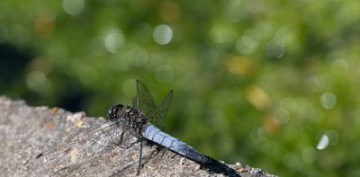 Africa’s freshwater ecosystems depend on little creatures like insects and snails: study maps overlooked species