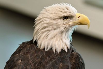 Bald eagle's new status as the official US bird brings pride and hope to many Native Americans