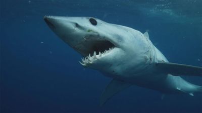 Sharks Gone Viral: Fact Frenzy debuts on National Geographic tonight