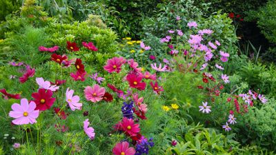 I'm a professional gardener, and I have a growing trick will triple your cosmos flowers this summer – for bumper blooms without buying any more plants