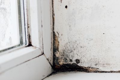 Mold Hotspots: 5 Home Areas That Are Mold Hotspots for Kids